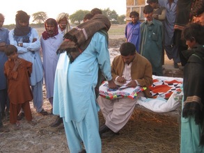 Distribution of the food itmes
