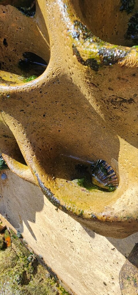 Restore Ocean Life with Our Living Sea Walls