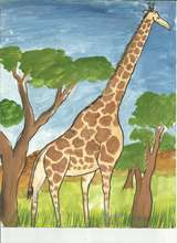 Drawing by Boniface, GSCH