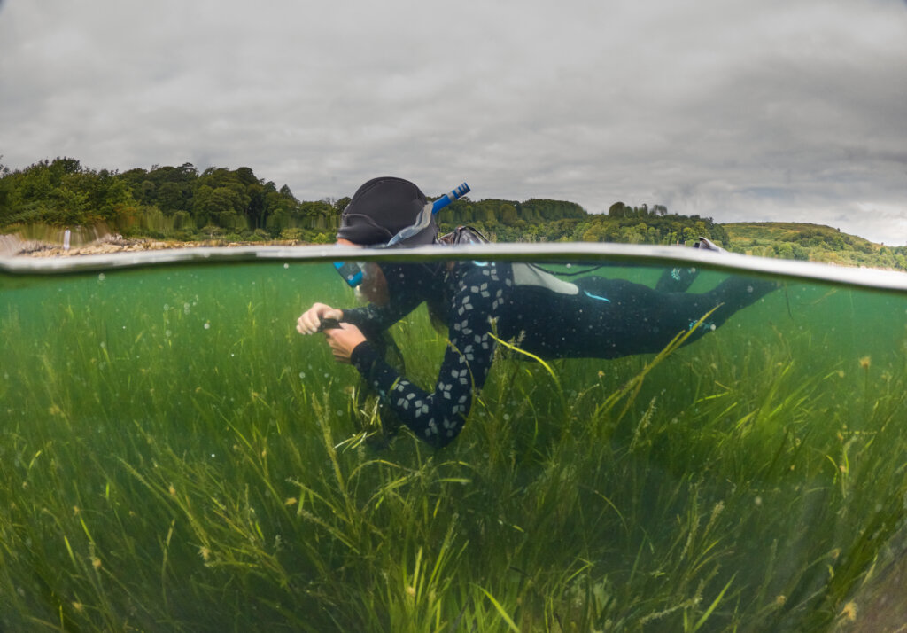 Plant hectares of seagrass meadow