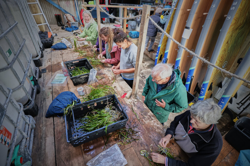 Plant hectares of seagrass meadow