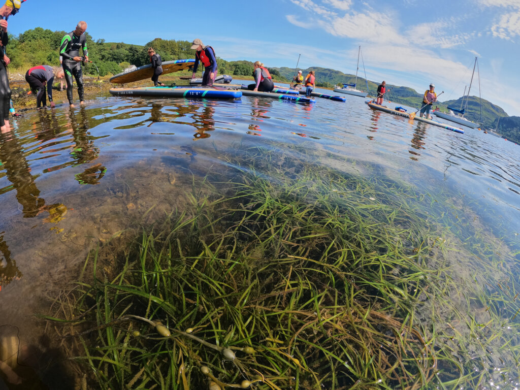 Plant hectares of seagrass meadow