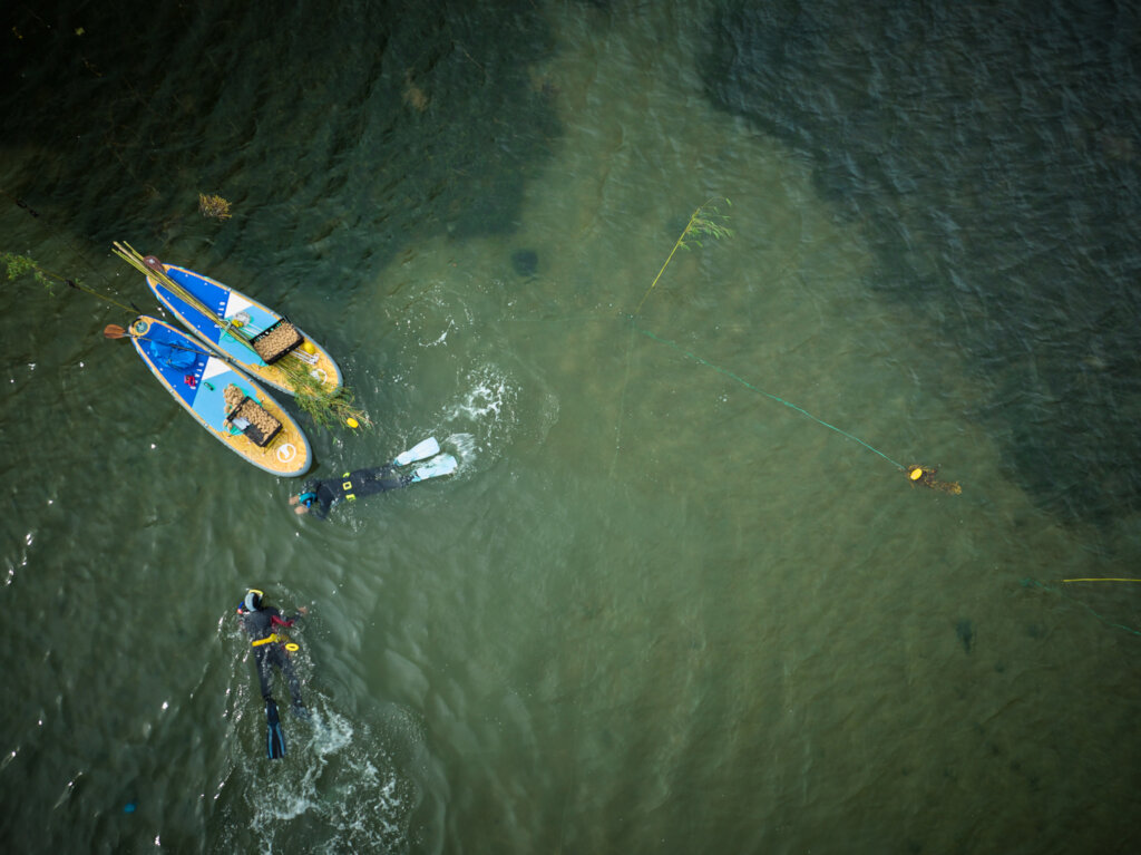 Plant hectares of seagrass meadow