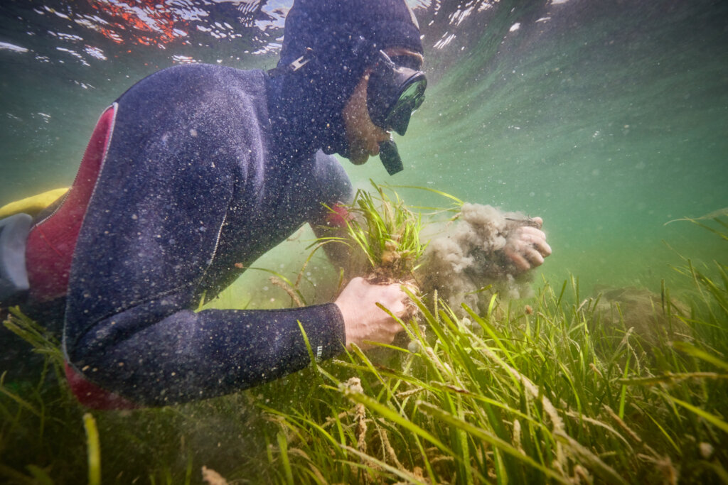 Plant hectares of seagrass meadow
