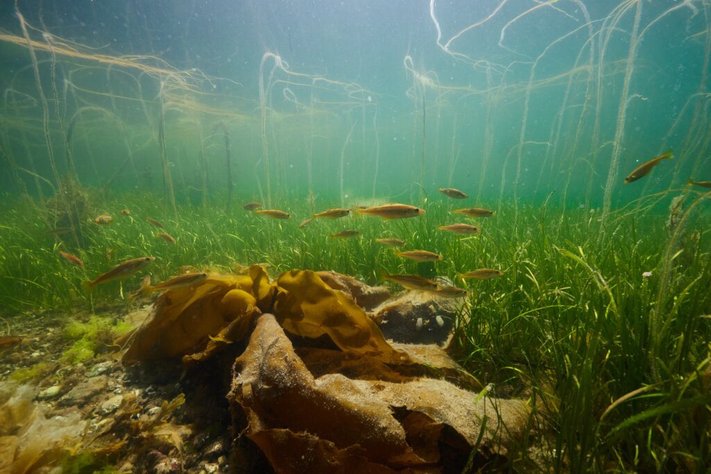 Plant hectares of seagrass meadow