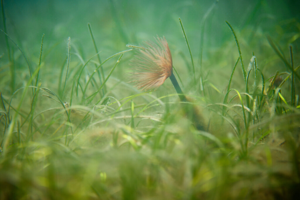 Plant hectares of seagrass meadow