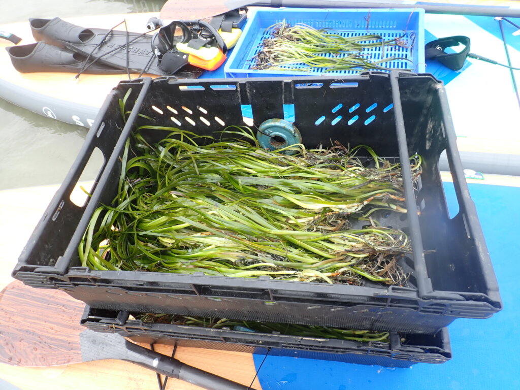Plant hectares of seagrass meadow