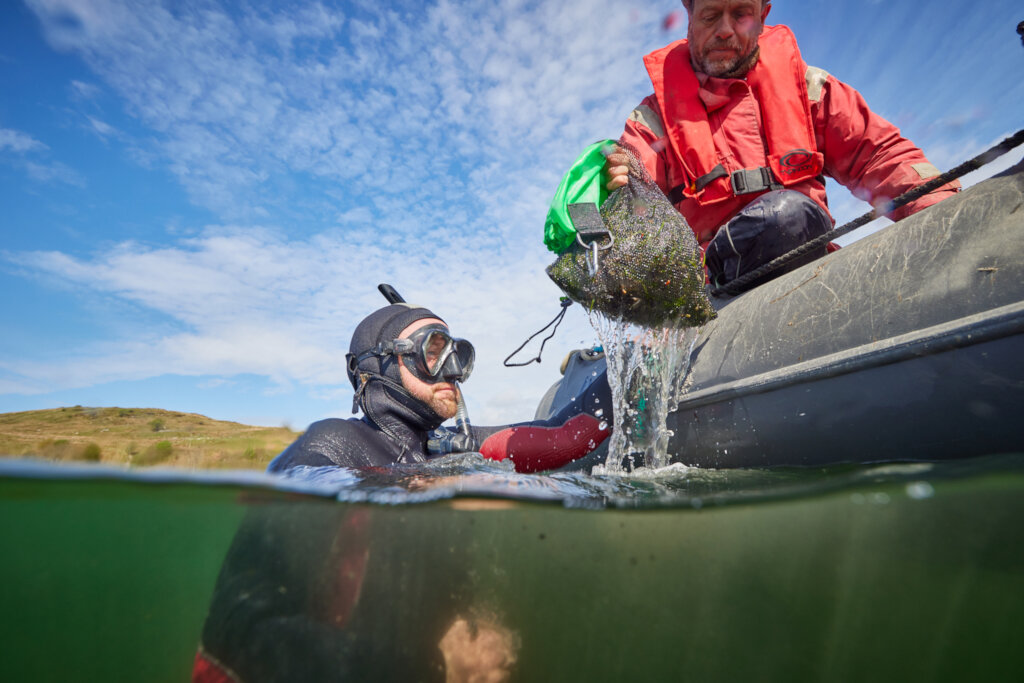 Plant hectares of seagrass meadow