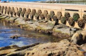 Rebuild Marine Eco Systems With A Living SeaWall