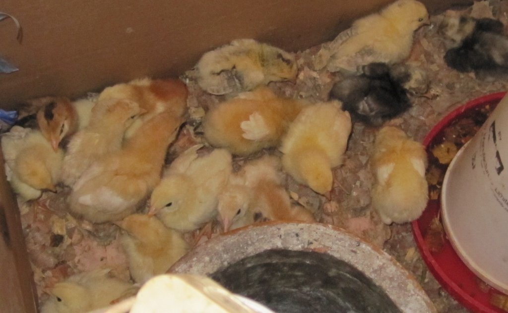 Support 200 Ugandan Women  to learn Poultry Skills