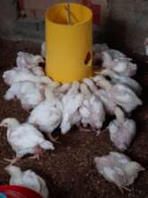 Full grown poultry