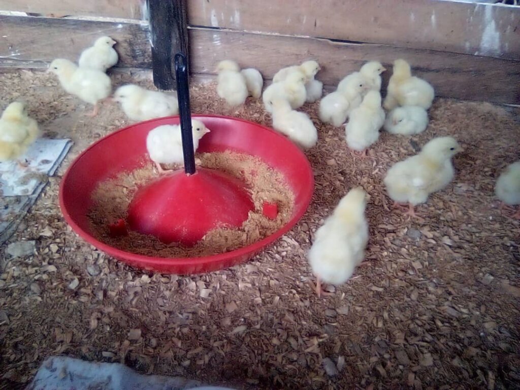 Poultry2