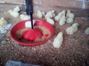 Poultry2