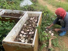 Root crop production