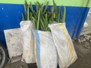 Distributing planting materials to farmers