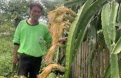 Dragon-fruit Social Enterprise Project