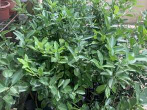 Growing crops for wine production
