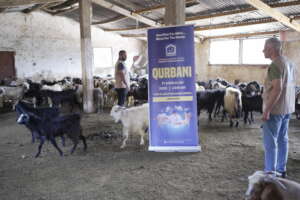 Cattle Farm in Lebanon