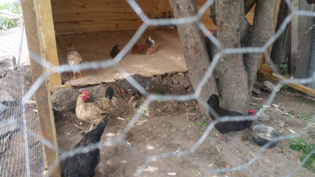 Chicken Coops to Reverse Hunger