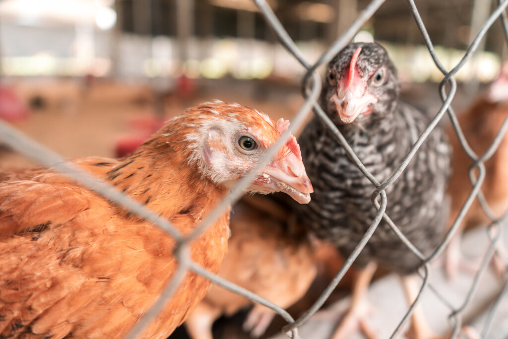 Chicken Coops to Reverse Hunger