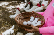 Chicken Coops to Reverse Hunger