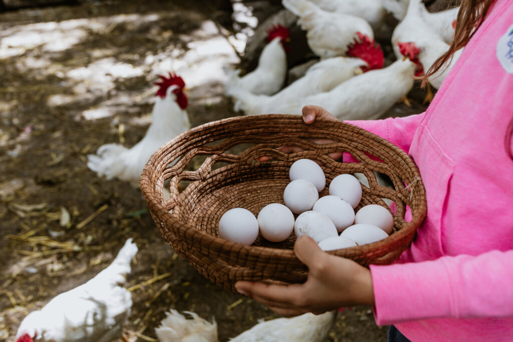 Chicken Coops to Reverse Hunger