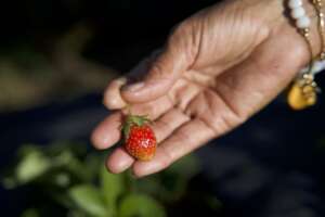 Woman farmer showcasing her results.