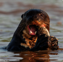 Endangered Giant River Otter