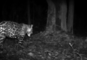 Jaguar caught on trail camera!