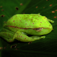 Amazonian Amphibians at Risk