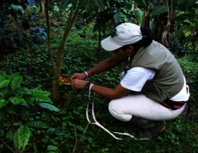 Researcher collecting Data