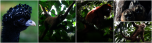 Critically Endangered Species of El Paujil Reserve