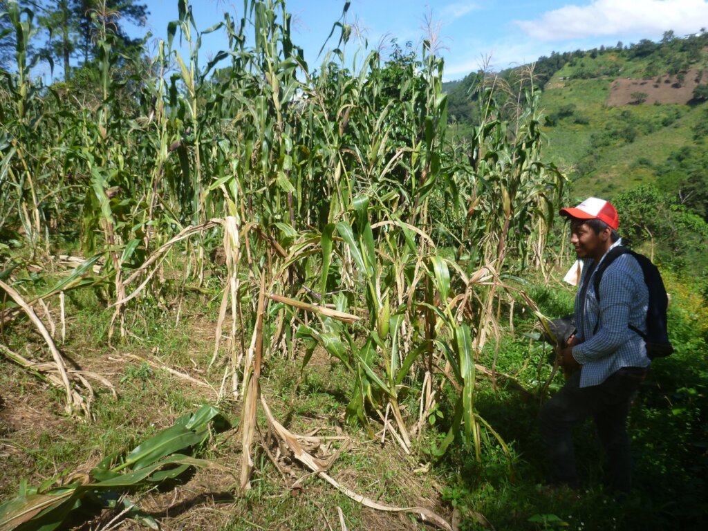 Rebuilding together after Otis hurricane