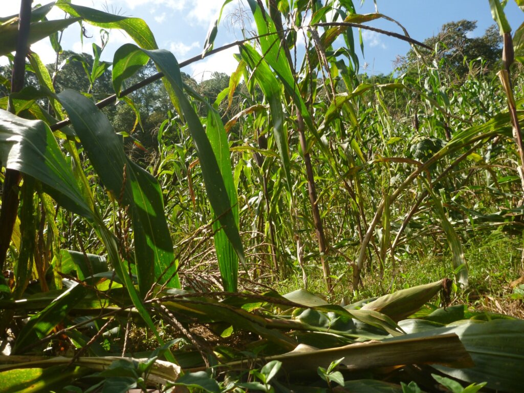 Rebuilding together after Otis hurricane