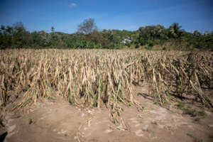 Lost Corn Field