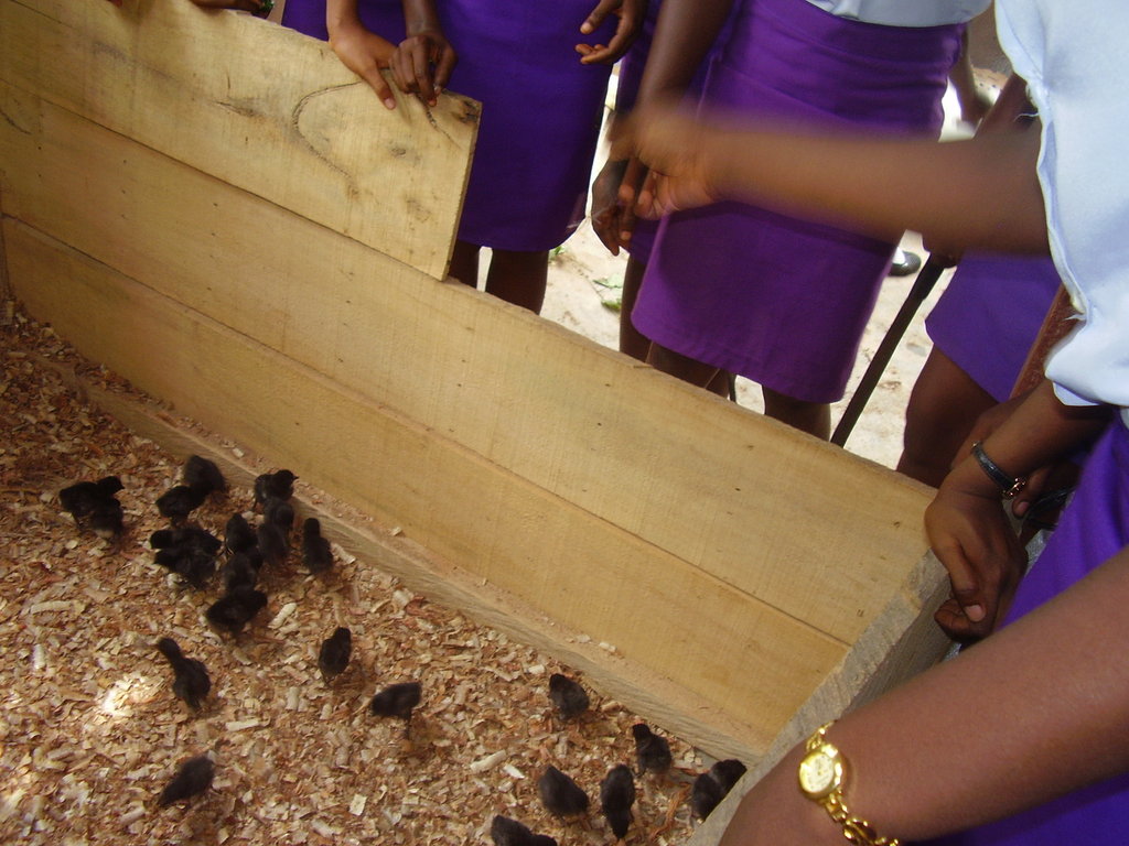 Train 2000 girls in agricultural skills in Imo