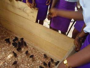 Girl tend to their chicken