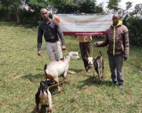 Goat farming income generating project