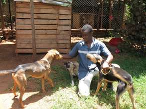 Haven staff member with dogs