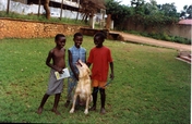 Support Uganda SPCA animal shelter ops & expansion