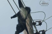 STOP THE ELECTROCUTION OF COLOBUS MONKEYS!