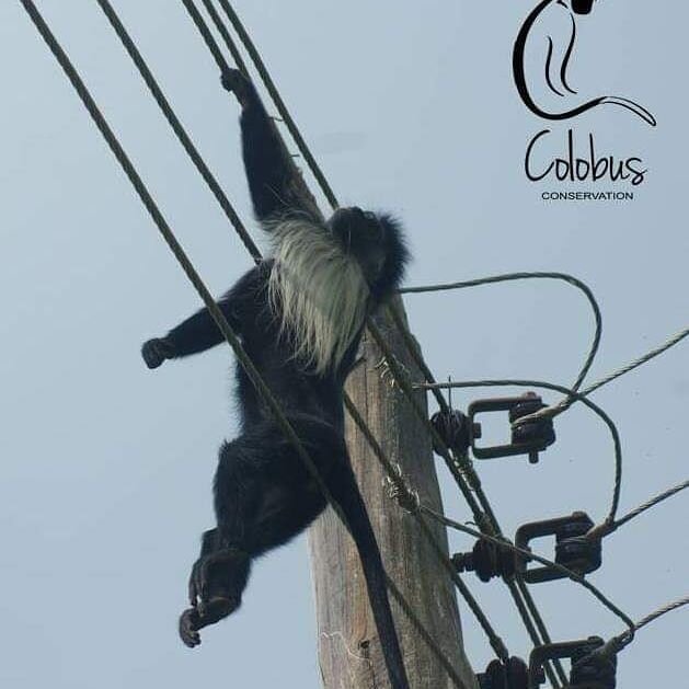 STOP THE ELECTROCUTION OF COLOBUS MONKEYS!