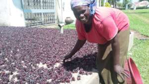 Drying Hibiscus Sabdariffa - Good blood builder
