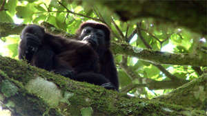 Howler Monkey, mother and baby