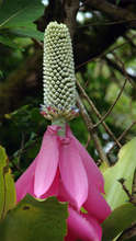 Queen Achmea flower, a native of the forest
