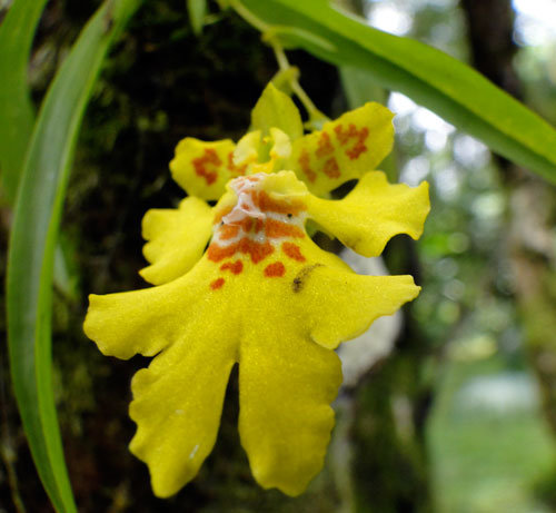 Save San Luis Forest, Save This Family, Costa Rica