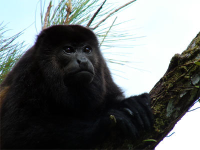 Save San Luis Forest, Save This Family, Costa Rica
