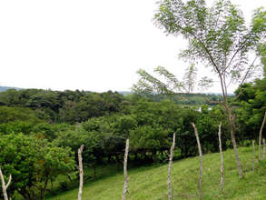 San Luis forest at ground level