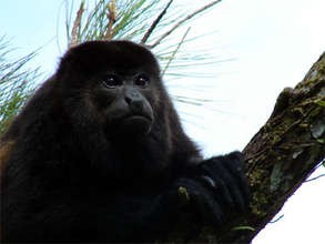 Male Mantled Howler Monkey
