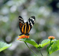 Tiger butterfly
